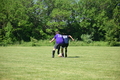 album/051820252/DSC_0642.JPG