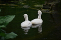 album/060920262/DSC_0087.JPG