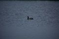 album/060920262/DSC_0092.JPG