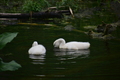 album/060920262/DSC_0095.JPG