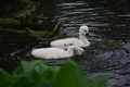 album/060920262/DSC_0115.JPG