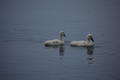 album/060920262/DSC_0124.JPG