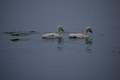 album/060920262/DSC_0127.JPG