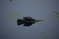 album/060920262/DSC_0133.JPG
