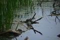 album/060920262/DSC_0135.JPG