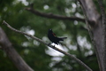 album/060920262/DSC_0155.JPG