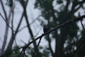 album/060920262/DSC_0157.JPG