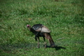 album/06152026/DSC_0165.JPG