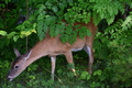 album/06152026/DSC_0222.JPG