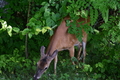 album/06152026/DSC_0224.JPG