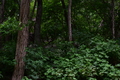 album/06182026/DSC_0474.JPG