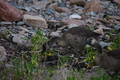 album/06232026/DSC_0950.JPG