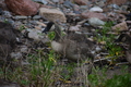 album/06232026/DSC_0952.JPG