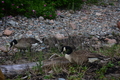 album/06232026/DSC_0953.JPG