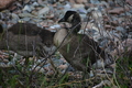 album/06232026/DSC_0959.JPG