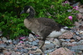 album/06232026/DSC_0961.JPG