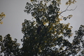album/090620252/DSC_0209.JPG