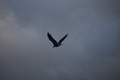 album/090620252/DSC_0217.JPG