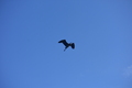 album/100420252/DSC_0840.JPG