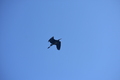album/100420252/DSC_0841.JPG