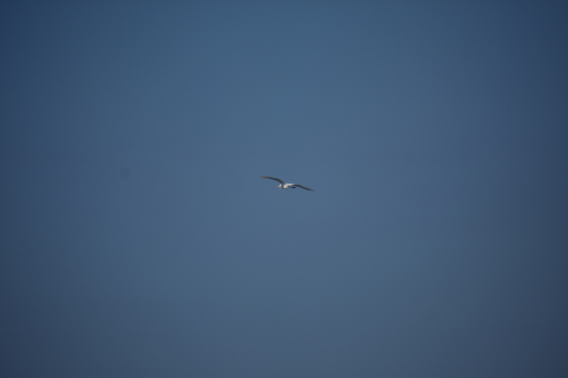album/100420252/images/DSC_0643.JPG