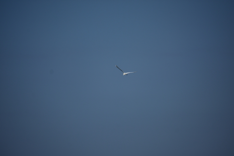album/100420252/images/DSC_0644.JPG