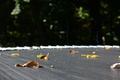 album/100420262/DSC_0006.JPG