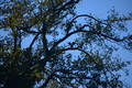 album/10092025/DSC_0183.JPG