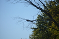 album/10092025/DSC_0264.JPG