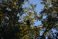 album/10092025/DSC_0334.JPG