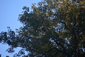album/10092025/DSC_0429.JPG